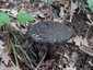 Pikkelyes tinóru (Strobilomyces strobilaceus), Mátra